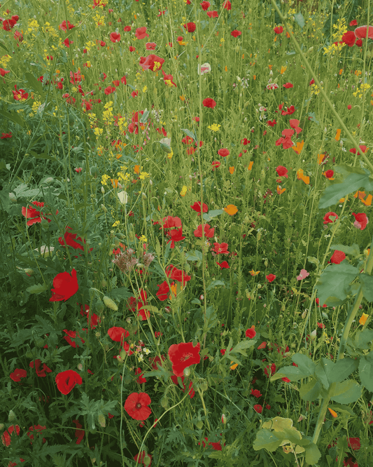 10 Bug Books for  No Mow May