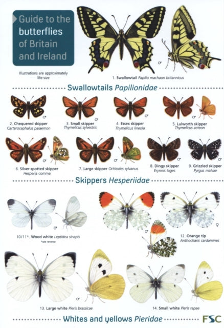 Guide to the butterflies of Britain and Ireland by John Bebbington 9781908819451